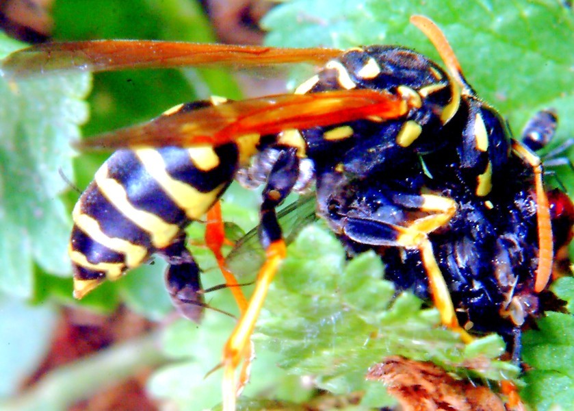 Polistes gallicus